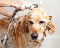 The Dog House: Dog Grooming and Dog Boarding, 325-949-2194